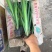 黄菖蒲种植基地800万黄菖蒲低价处理花菖蒲批发