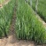 黄菖蒲种植基地800万黄菖蒲低价处理花菖蒲批发
