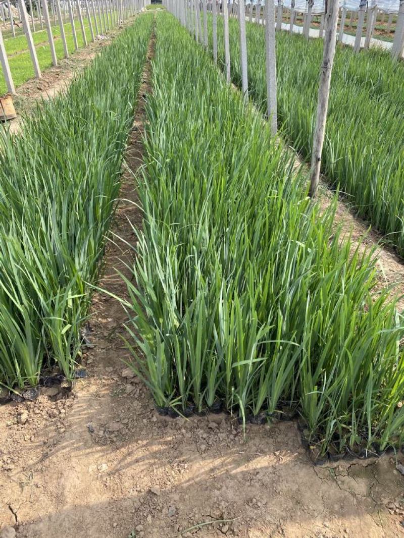 黄菖蒲种植基地800万黄菖蒲低价处理花菖蒲批发