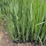 黄菖蒲种植基地800万黄菖蒲低价处理花菖蒲批发