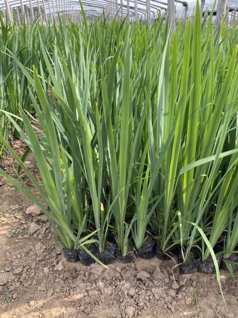 黄菖蒲种植基地800万黄菖蒲低价处理花菖蒲批发