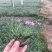 青州丛生福禄考，一手货源，承接各种绿化工程