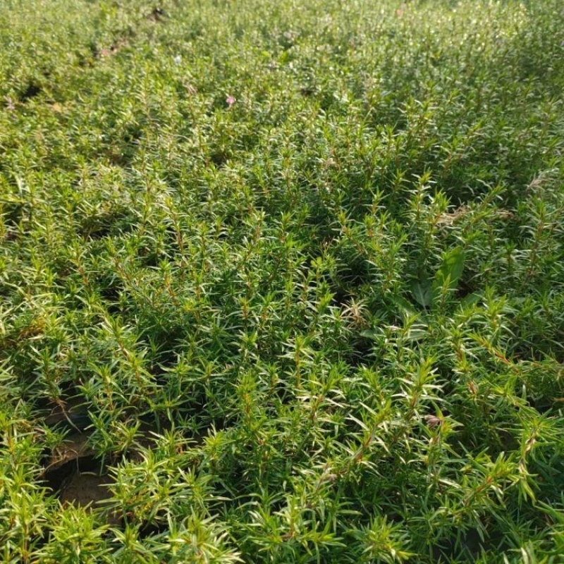 山东丛生福禄考，产地直发，多色丛生福禄基地，大量供应