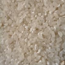 水稻，粳稻
