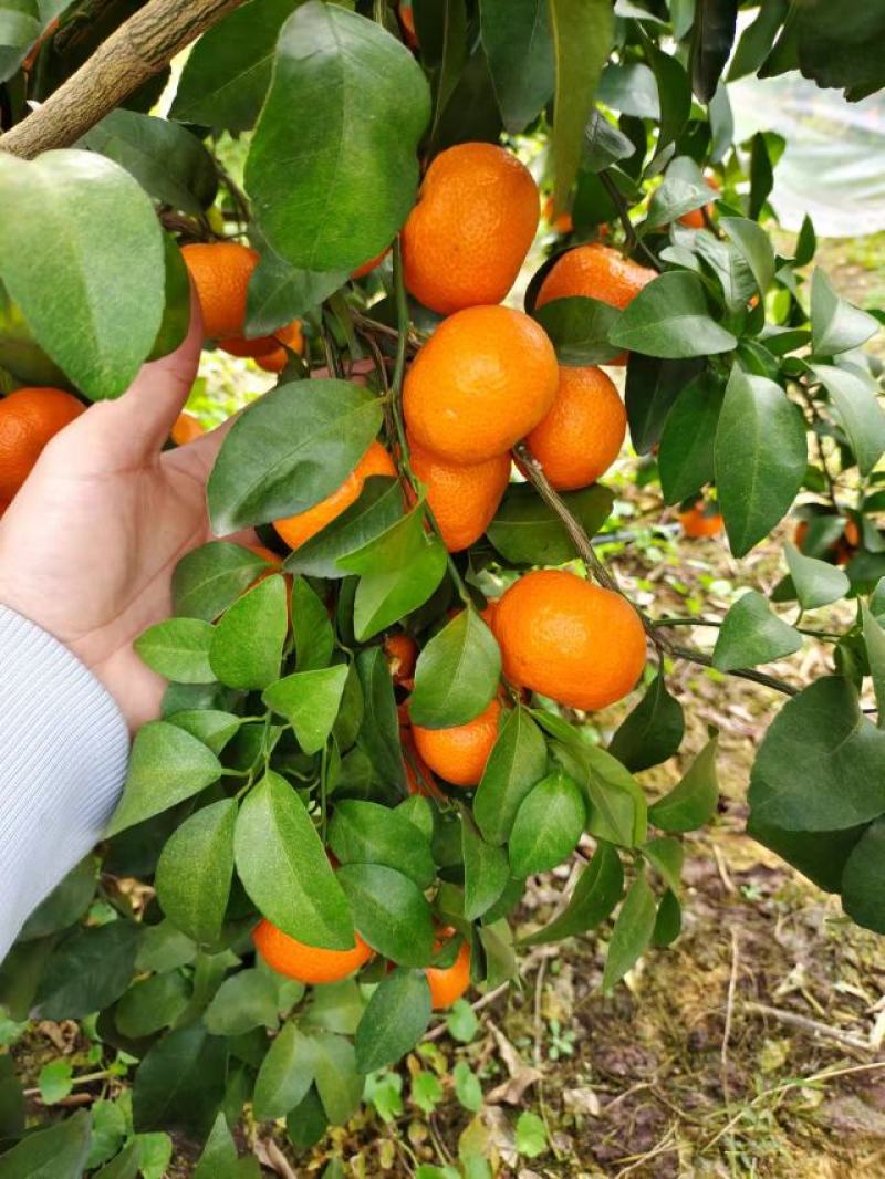 广西沙糖桔，大量有货，热烈欢迎实力老板采购！