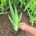 鸢尾自产自销营养钵鸢尾种植基地。1000万株