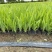 鸢尾自产自销营养钵鸢尾种植基地。1000万株