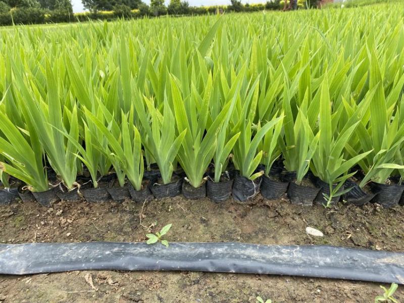 鸢尾自产自销营养钵鸢尾种植基地。1000万株