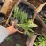 紫玉簪种植基地营养钵玉簪基地直供。300万直销