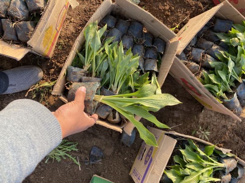 紫玉簪种植基地营养钵玉簪基地直供。300万直销