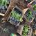 紫玉簪种植基地营养钵玉簪基地直供。300万直销