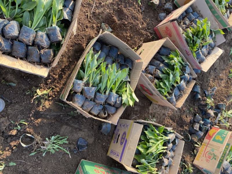 玉簪自产自销玉簪种植基地。300万直销。