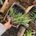 玉簪自产自销玉簪种植基地。300万直销。
