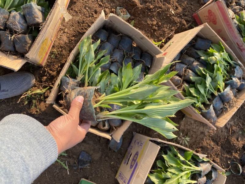 玉簪自产自销玉簪种植基地。300万直销。