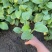 白玉簪种植基地白玉簪自产自销白玉簪60万处理
