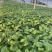 白玉簪种植基地白玉簪自产自销白玉簪60万处理