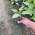 白玉簪种植基地白玉簪自产自销白玉簪60万处理