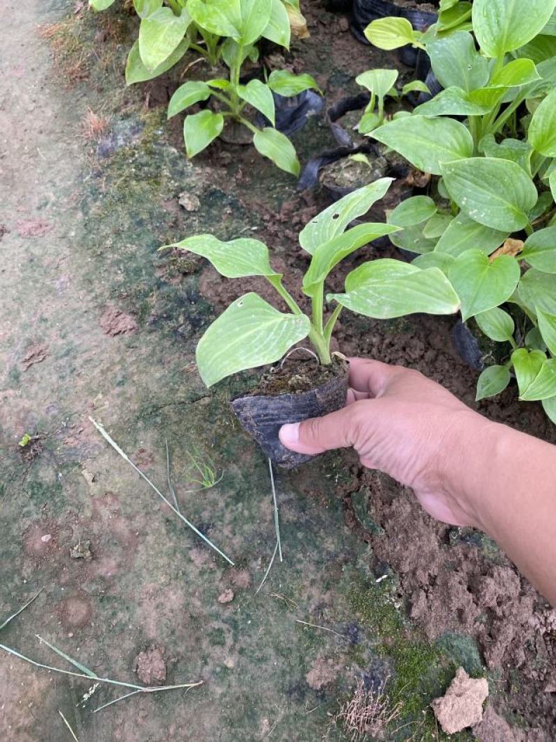 白玉簪种植基地白玉簪自产自销白玉簪60万处理