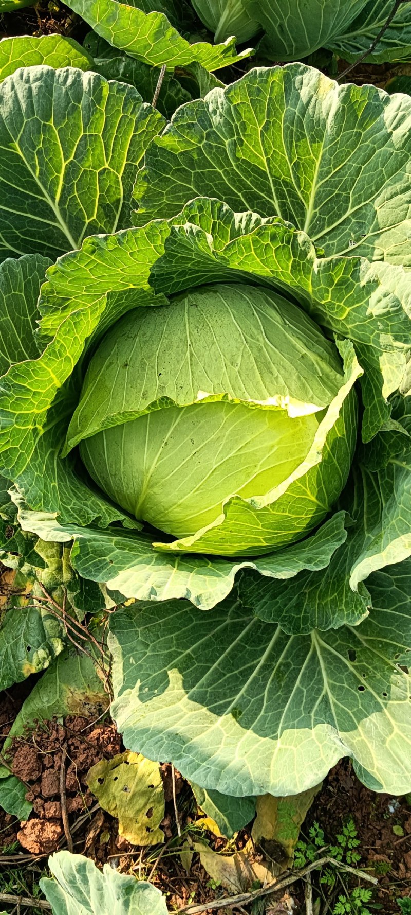包莱