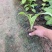 白玉簪种植基地白玉簪自产自销。300万。直销