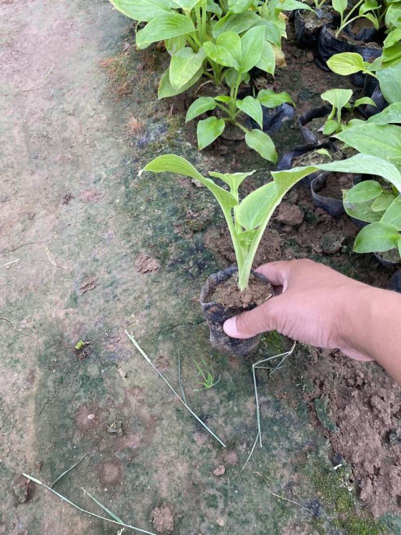 白玉簪种植基地白玉簪自产自销。300万。直销