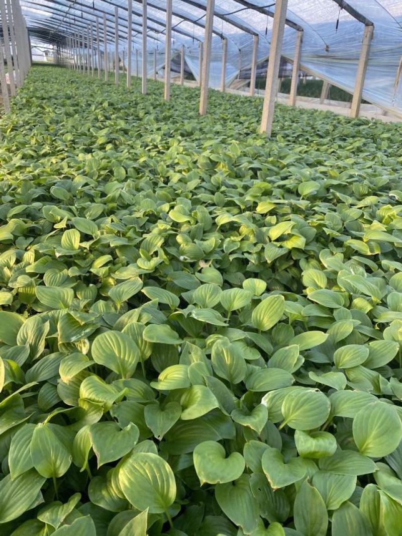 白玉簪种植基地白玉簪自产自销。300万。直销