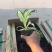 花叶玉簪自产自销花叶玉簪批发价格。300万处理