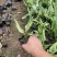 花叶玉簪自产自销花叶玉簪批发价格。300万处理