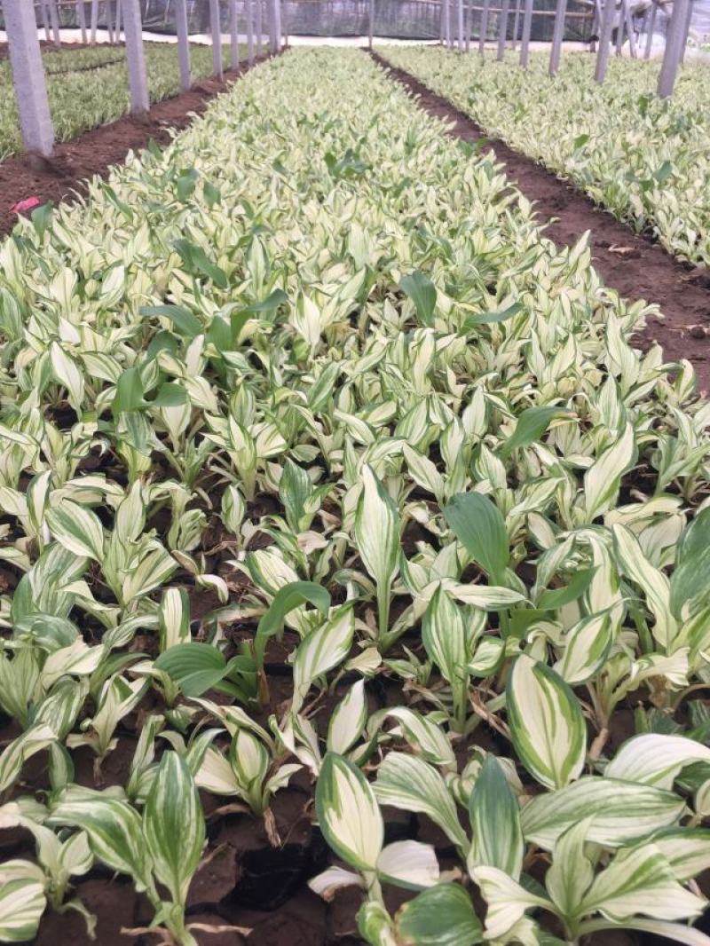 花叶玉簪自产自销花叶玉簪批发价格。300万处理