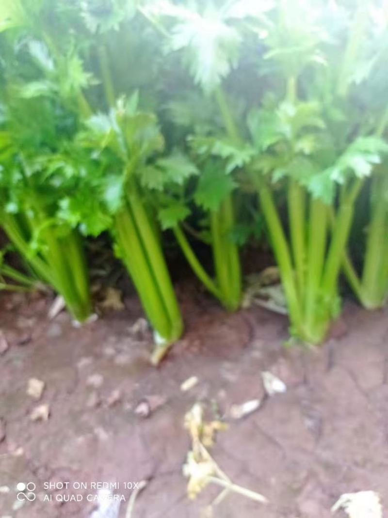 上蔡芹菜大量上市