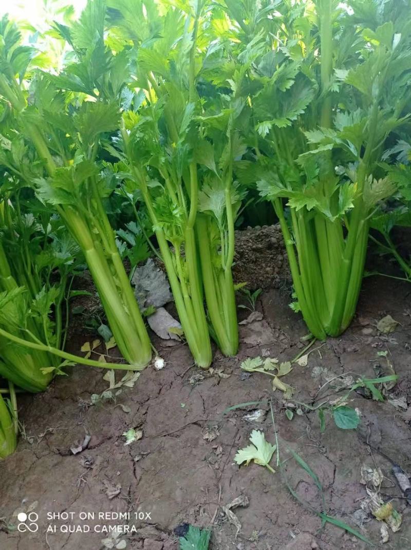 上蔡芹菜大量上市