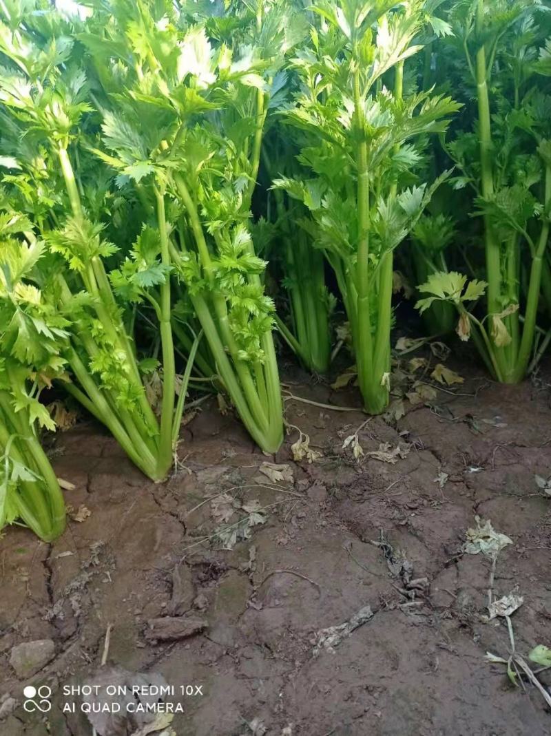上蔡芹菜大量上市