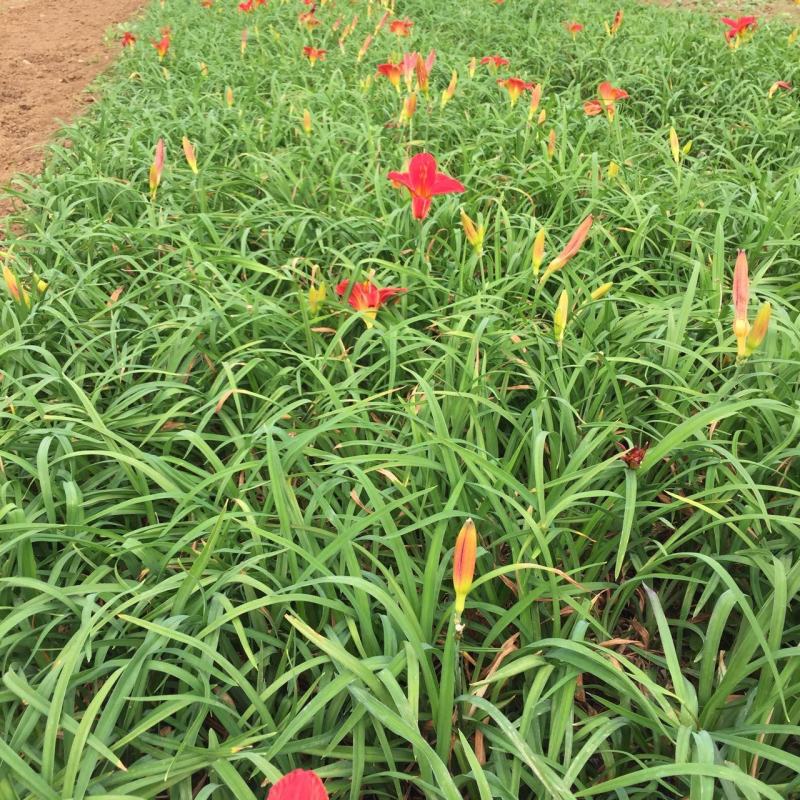 红宝石萱草自产自销红宝石萱草种植基地批发