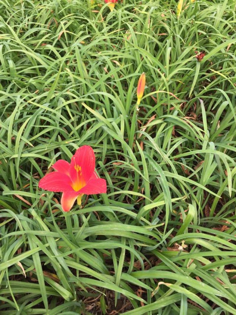 红宝石萱草自产自销红宝石萱草种植基地批发