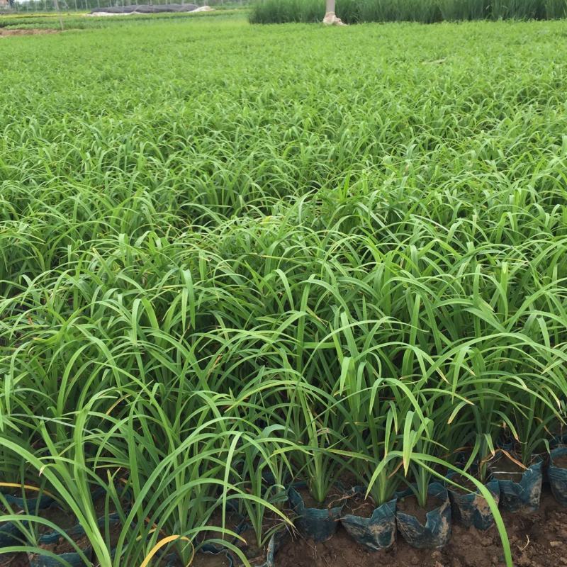 红宝石萱草自产自销红宝石萱草种植基地批发