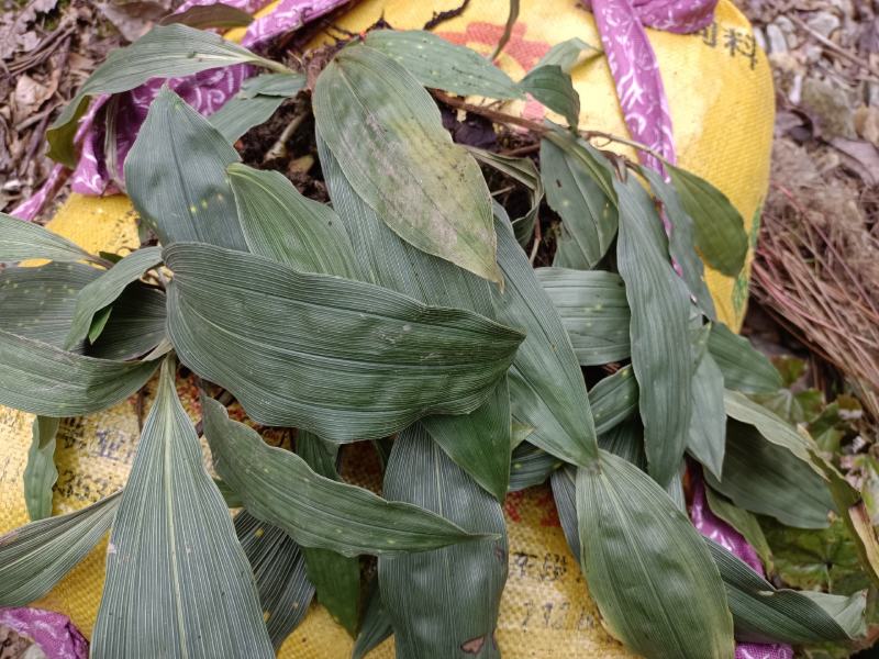 毛慈菇种苗