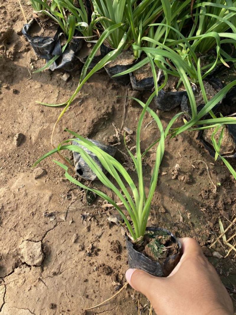 大花萱草自产自销大花萱草大量出售营养钵大花萱草