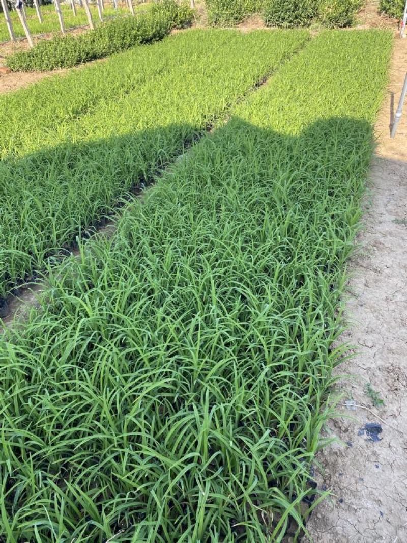 大花萱草自产自销大花萱草大量出售营养钵大花萱草