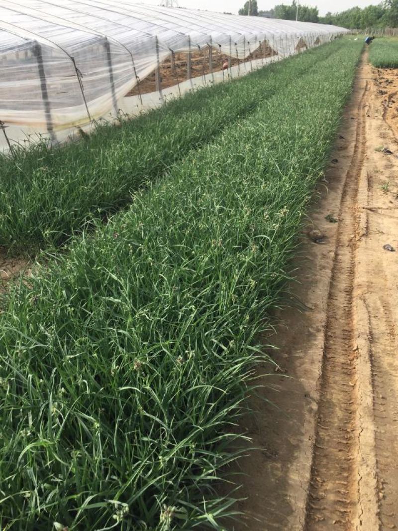 紫露草种植基地。青州紫露草批发价格60万紫露草处理