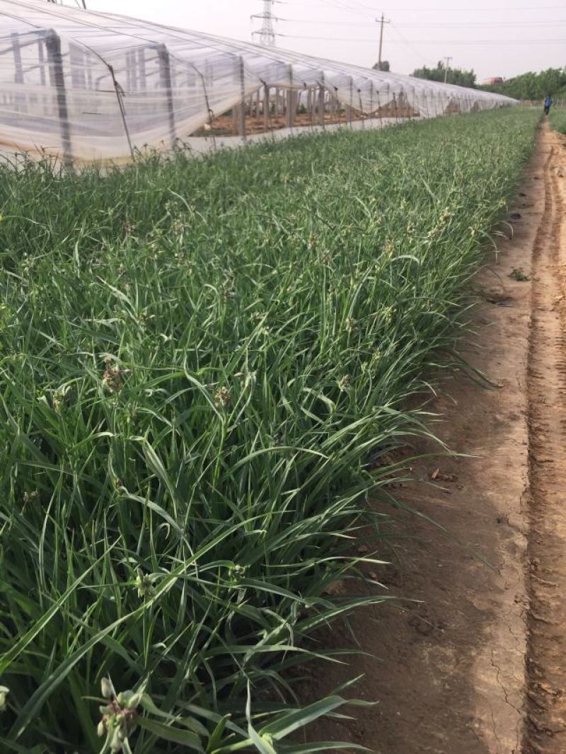 紫露草种植基地。青州紫露草批发价格60万紫露草处理