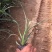 紫露草种植基地。青州紫露草批发价格60万紫露草处理