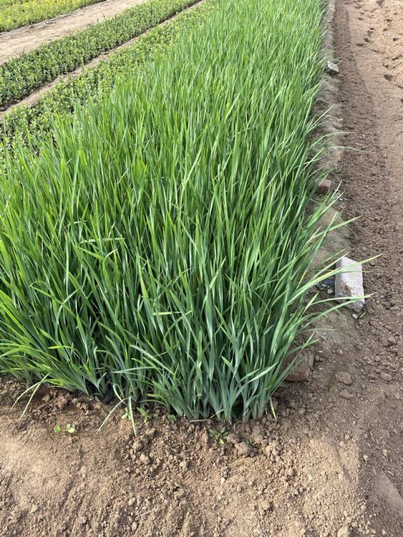马蔺自产自销200万马蔺种植基地低价处理