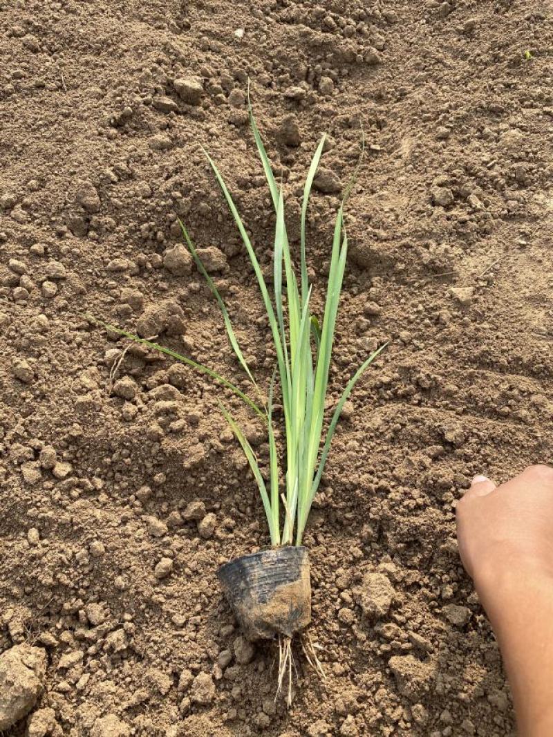 马蔺自产自销200万马蔺种植基地低价处理