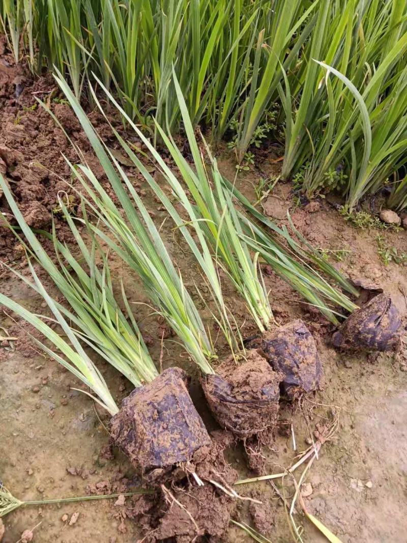 马蔺自产自销200万马蔺种植基地低价处理