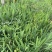 射干自产自销射干60万低价处理射干种植基地