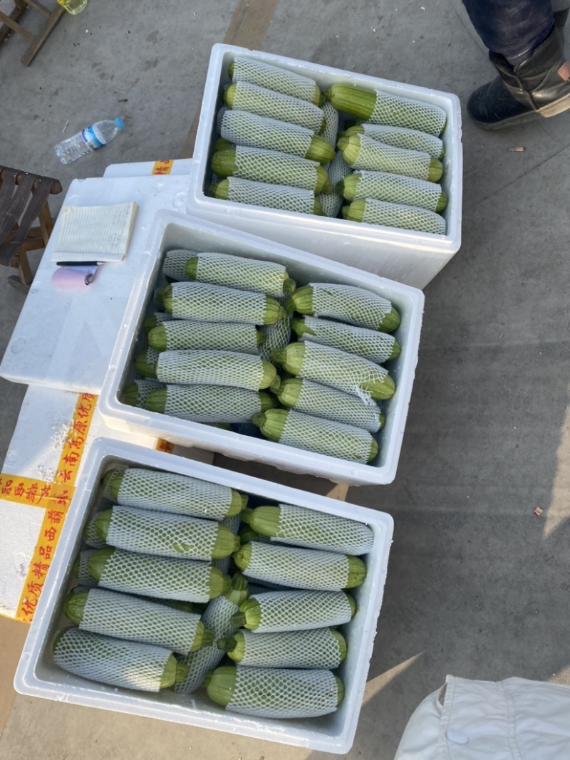 云南西葫芦，大量现货，有需要的联系我，