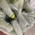 云南西葫芦，大量现货，有需要的联系我，