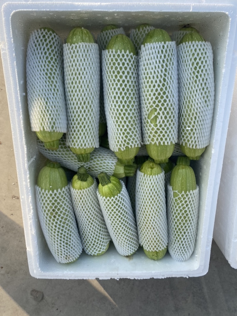 云南西葫芦，大量现货，有需要的联系我，