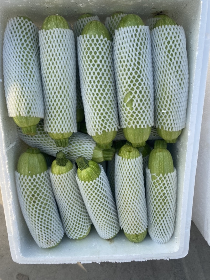 云南西葫芦，大量现货，有需要的联系我，