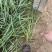 韭兰种植基地韭兰自产自销60万韭兰低价处理